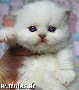 Britisch Langhaar Katzenbaby 9